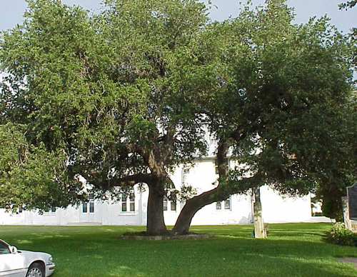 Panna Maria Oaks-recent